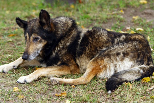 Un hombre absuelto por el tribunal supremo por maltratar a su perro